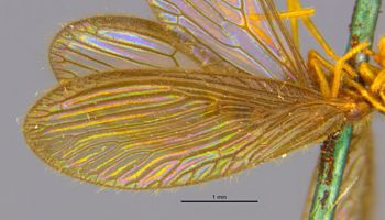Media type: image;   Entomology 11918 Aspect: Wing front
